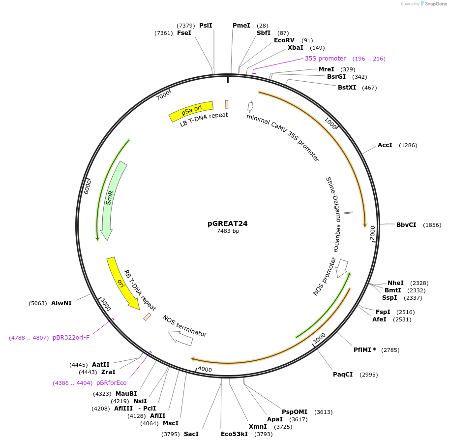 170912-plasmid-map-sequence-id-334497
