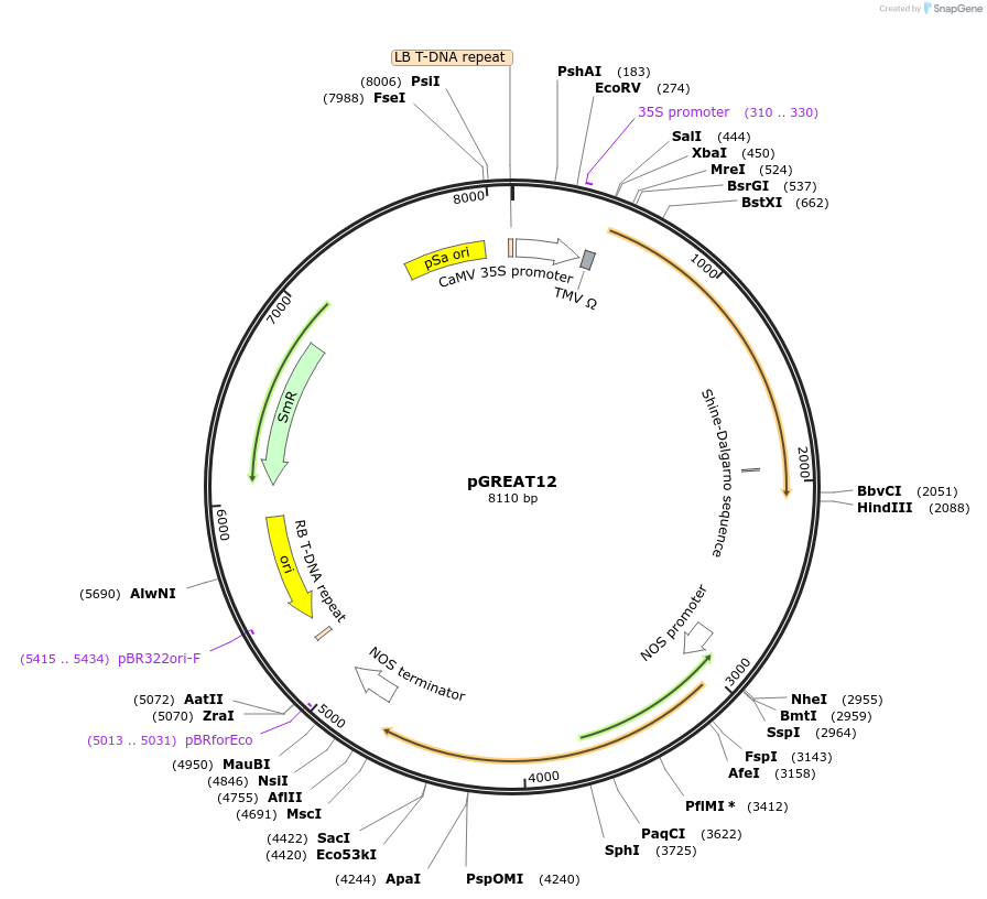 170900-plasmid-map-sequence-id-334503