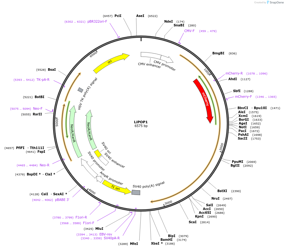 168264-plasmid-map-sequence-id-334504