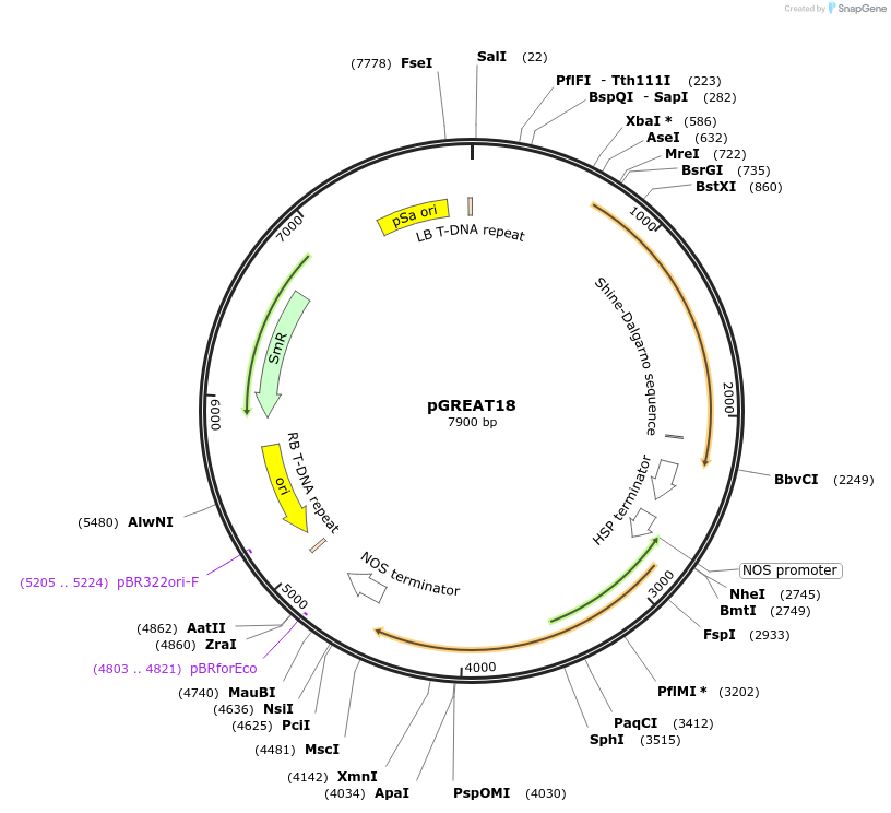 170906-plasmid-map-sequence-id-334505