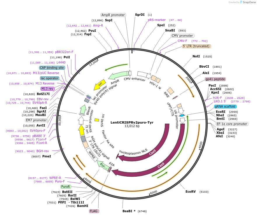 170293-plasmid-map-sequence-id-334507