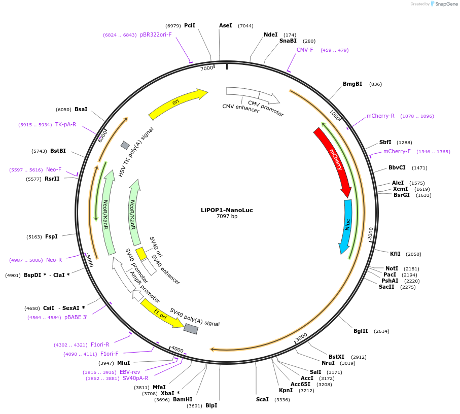168265-plasmid-map-sequence-id-334508