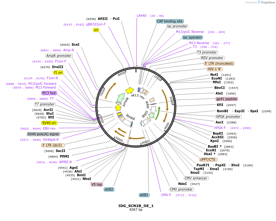 161624-plasmid-map-sequence-id-334519