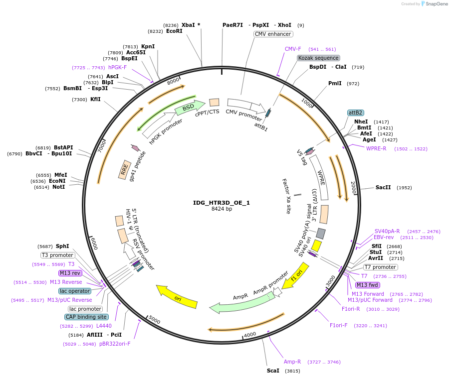 161626-plasmid-map-sequence-id-334525