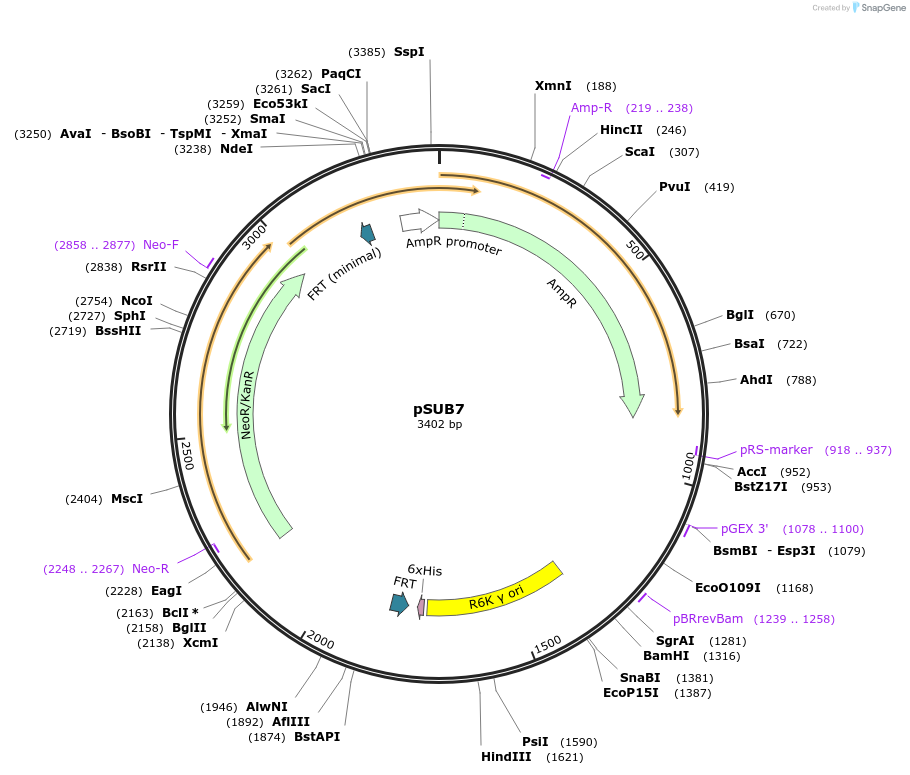 169698-plasmid-map-sequence-id-334547