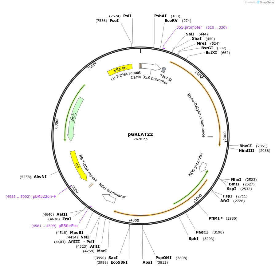 170910-plasmid-map-sequence-id-334549