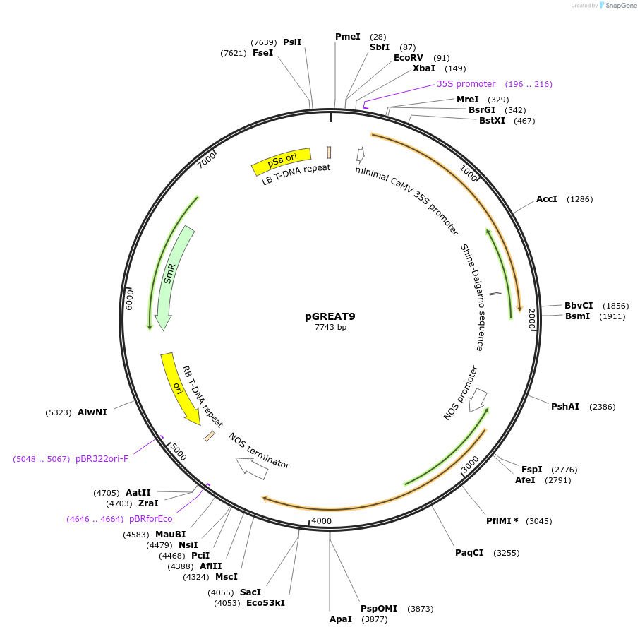 170897-plasmid-map-sequence-id-334550