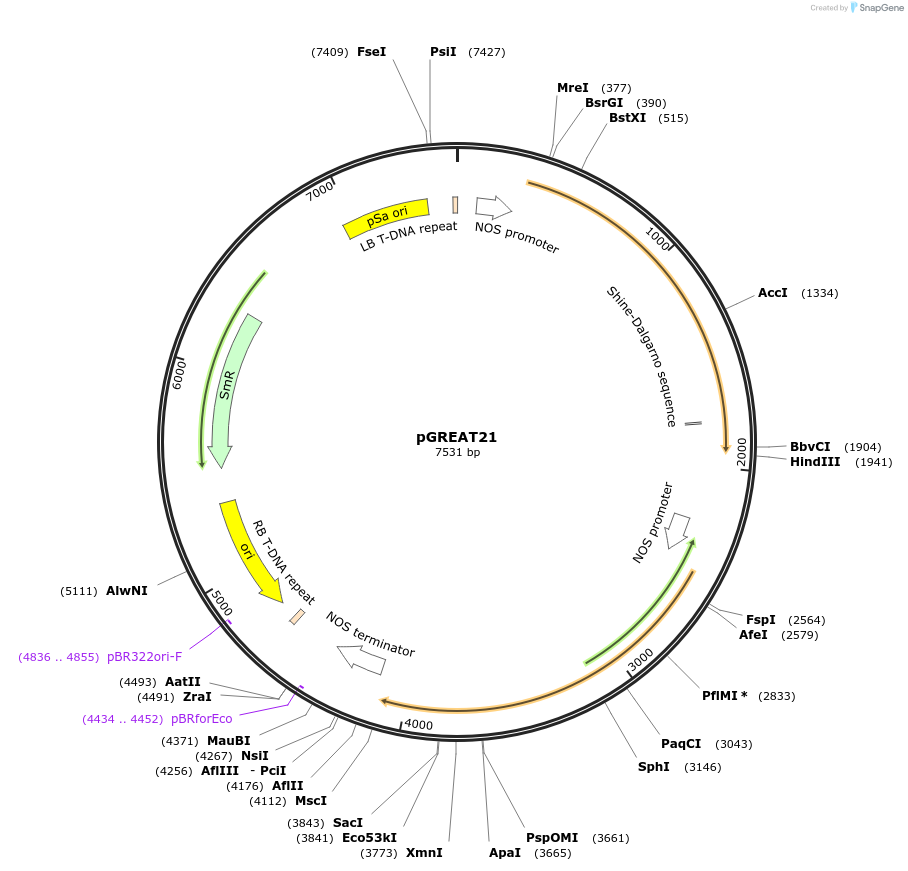 170909-plasmid-map-sequence-id-334551
