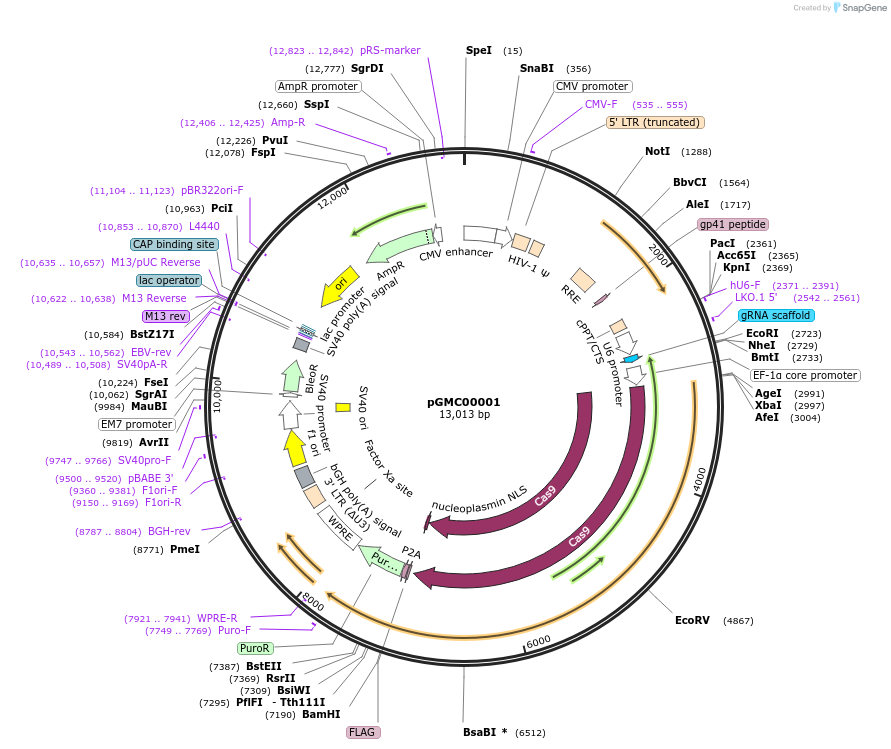 166718-plasmid-map-sequence-id-334557
