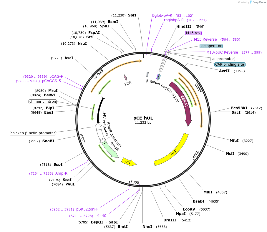 41855-plasmid-map-sequence-id-334564