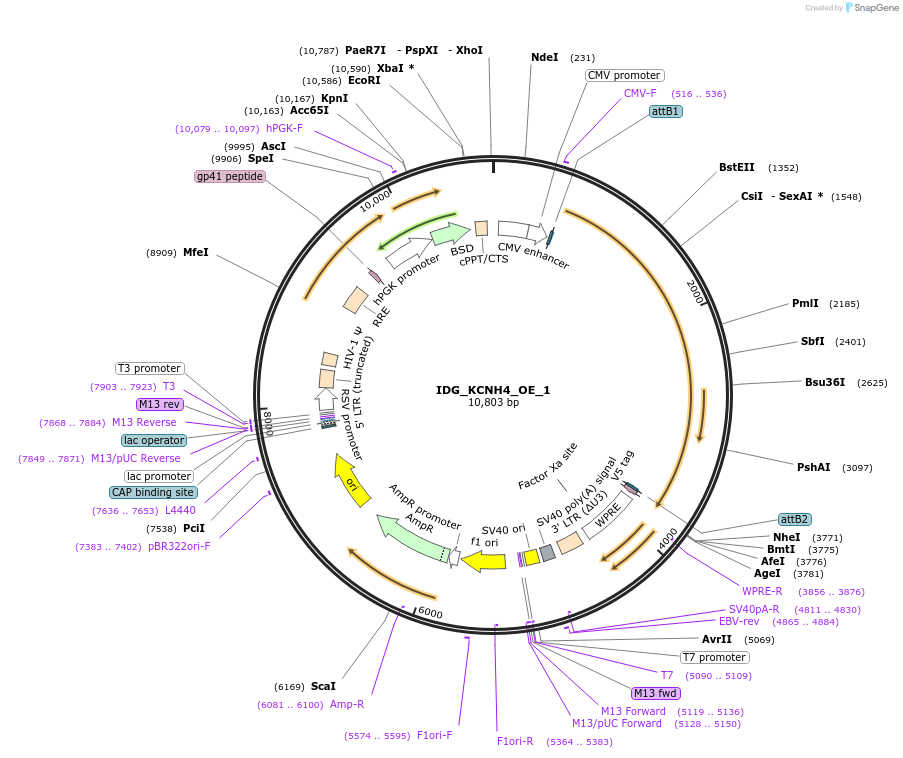 161701-plasmid-map-sequence-id-334574