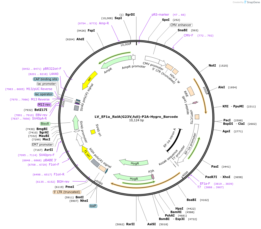 170249-plasmid-map-sequence-id-334588