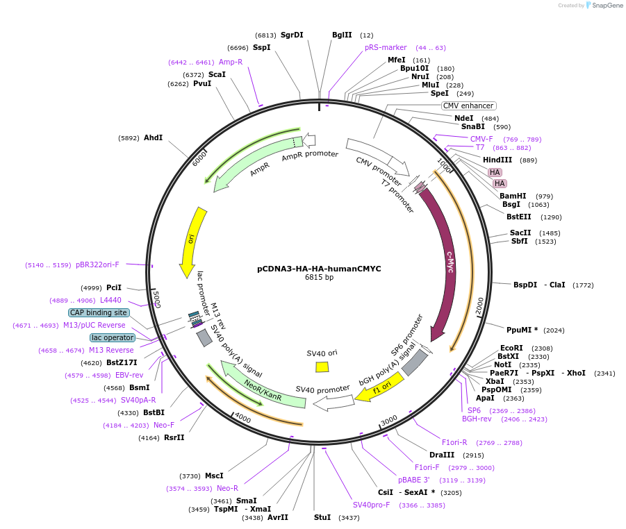 74164-plasmid-map-sequence-id-334593