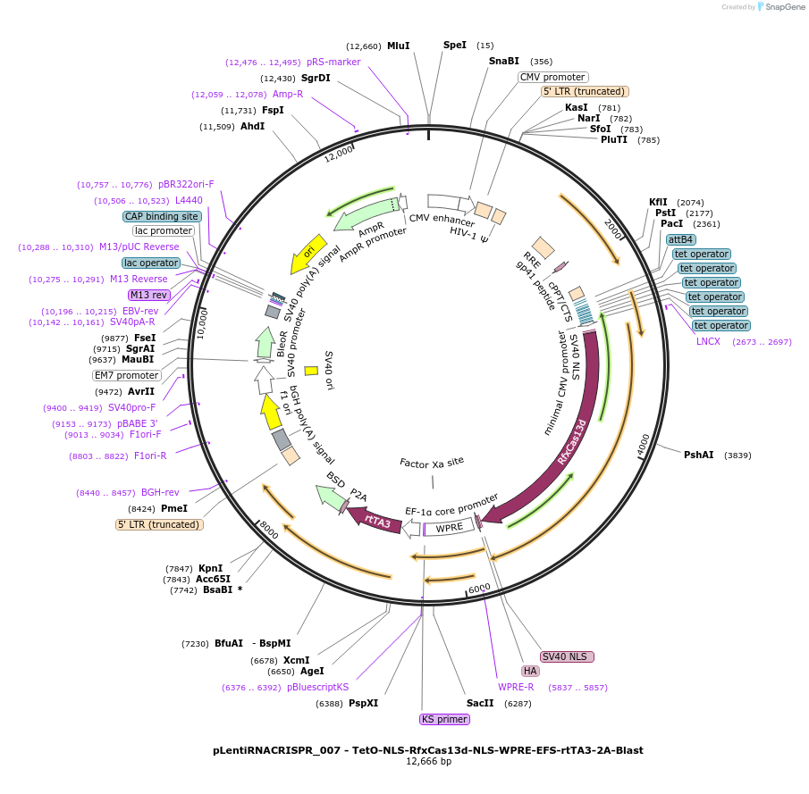 138149-plasmid-map-sequence-id-334597