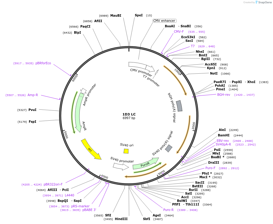 170669-plasmid-map-sequence-id-334609