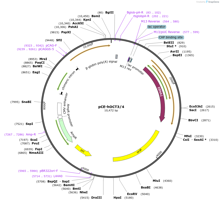 41813-plasmid-map-sequence-id-334610