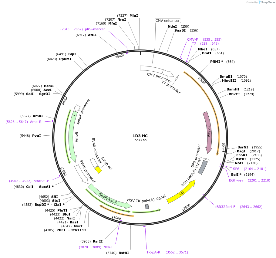 170670-plasmid-map-sequence-id-334611