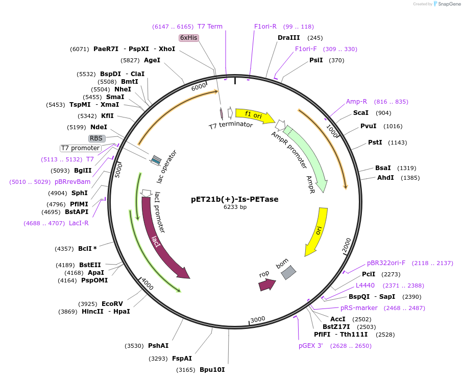 112202-plasmid-map-sequence-id-334619