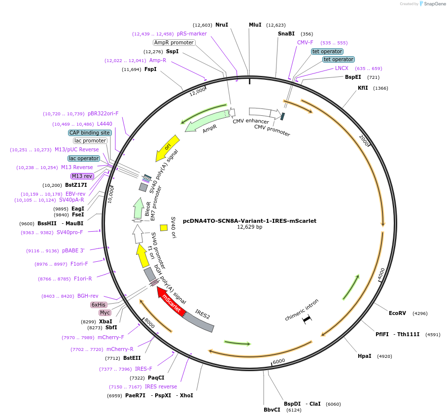 162280-plasmid-map-sequence-id-334621