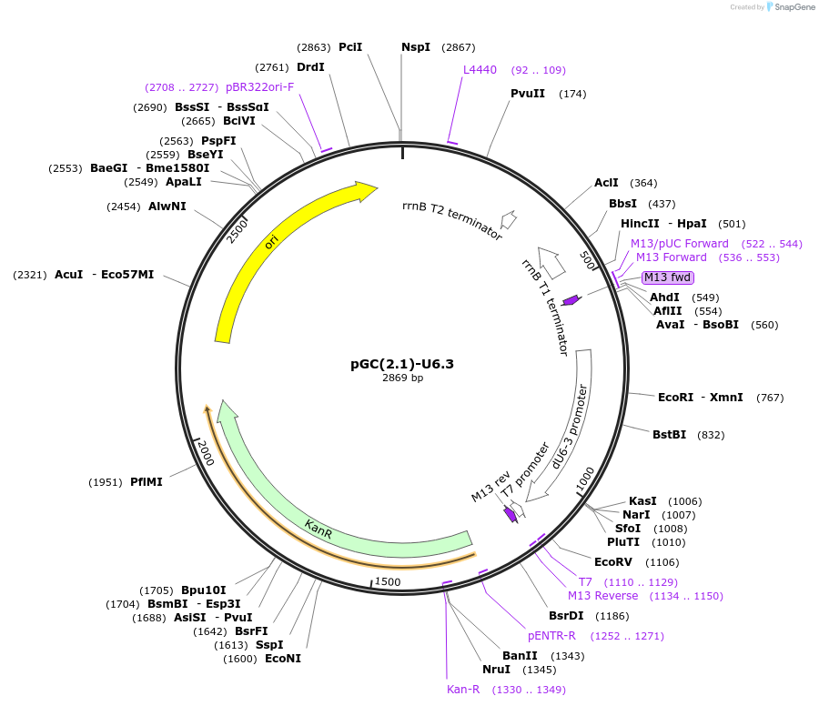 170516-plasmid-map-sequence-id-334635