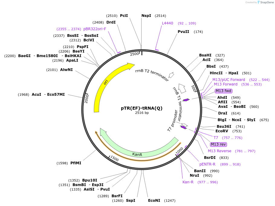 170517-plasmid-map-sequence-id-334636