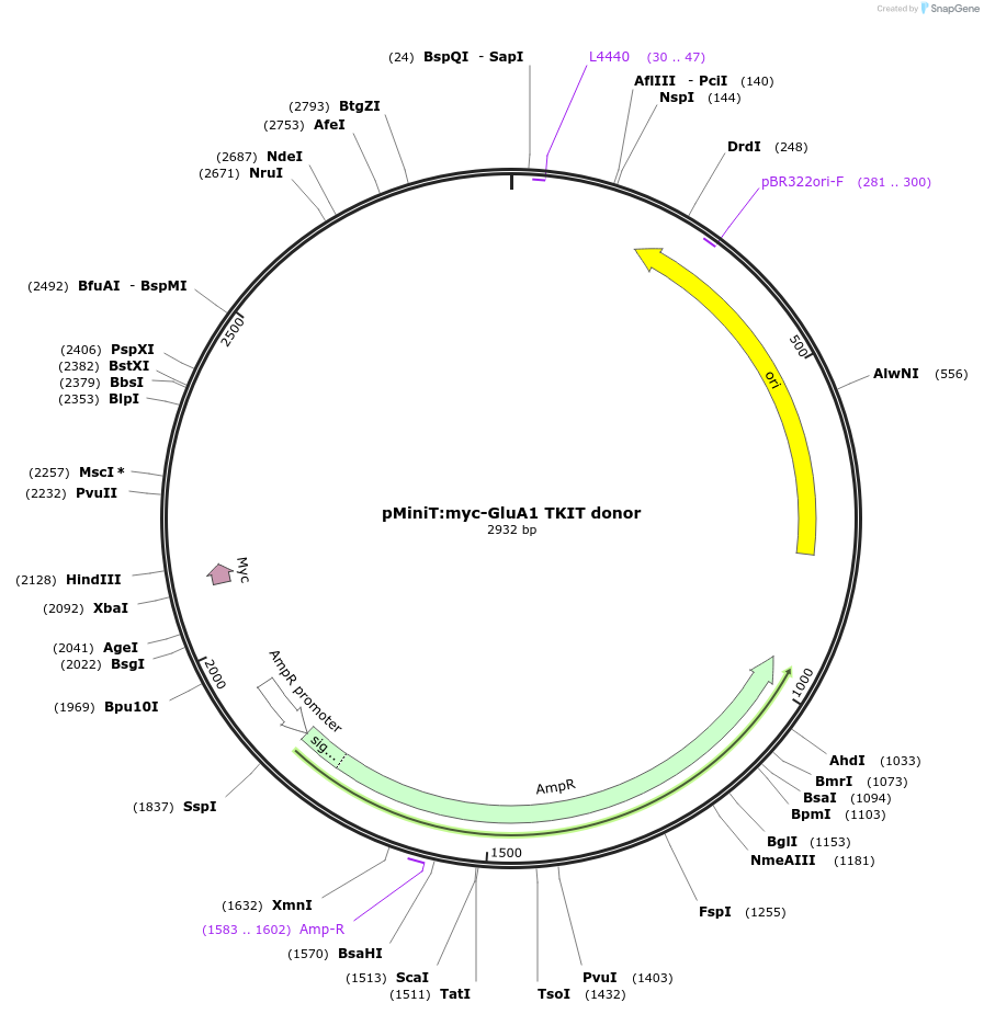 169419-plasmid-map-sequence-id-334637