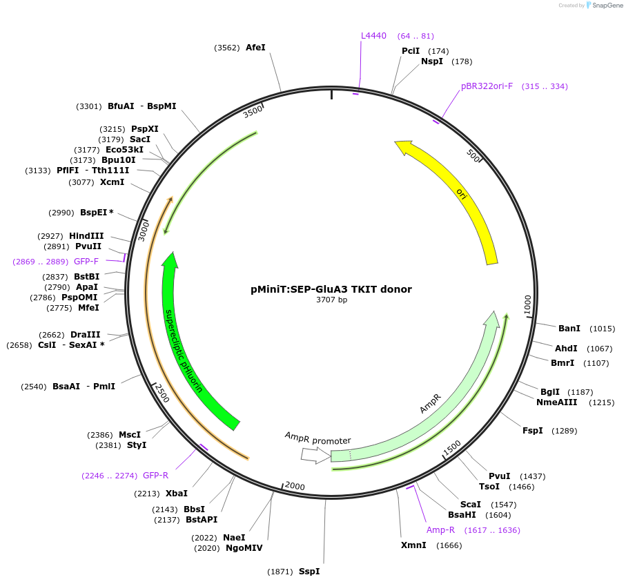 169425-plasmid-map-sequence-id-334639