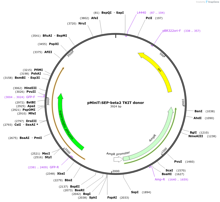 169436-plasmid-map-sequence-id-334643