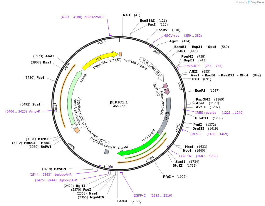 169897-plasmid-map-sequence-id-334645