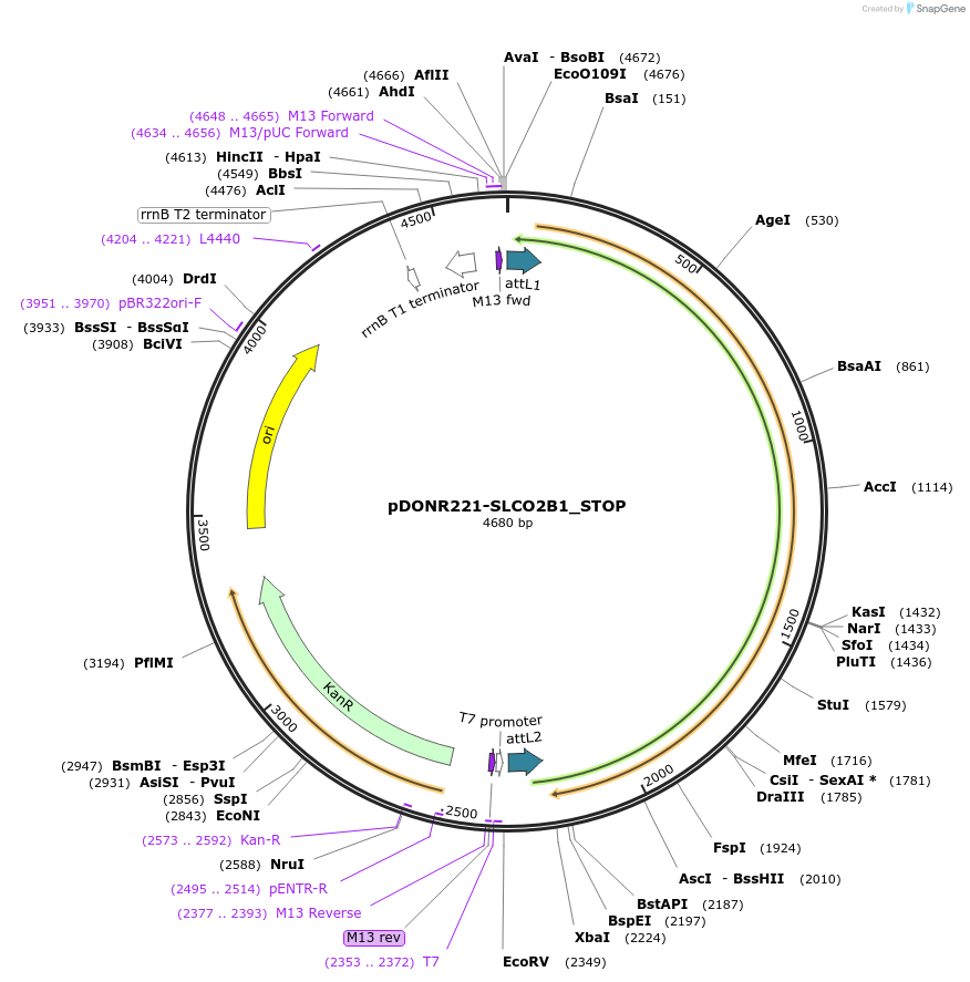 161032-plasmid-map-sequence-id-334646