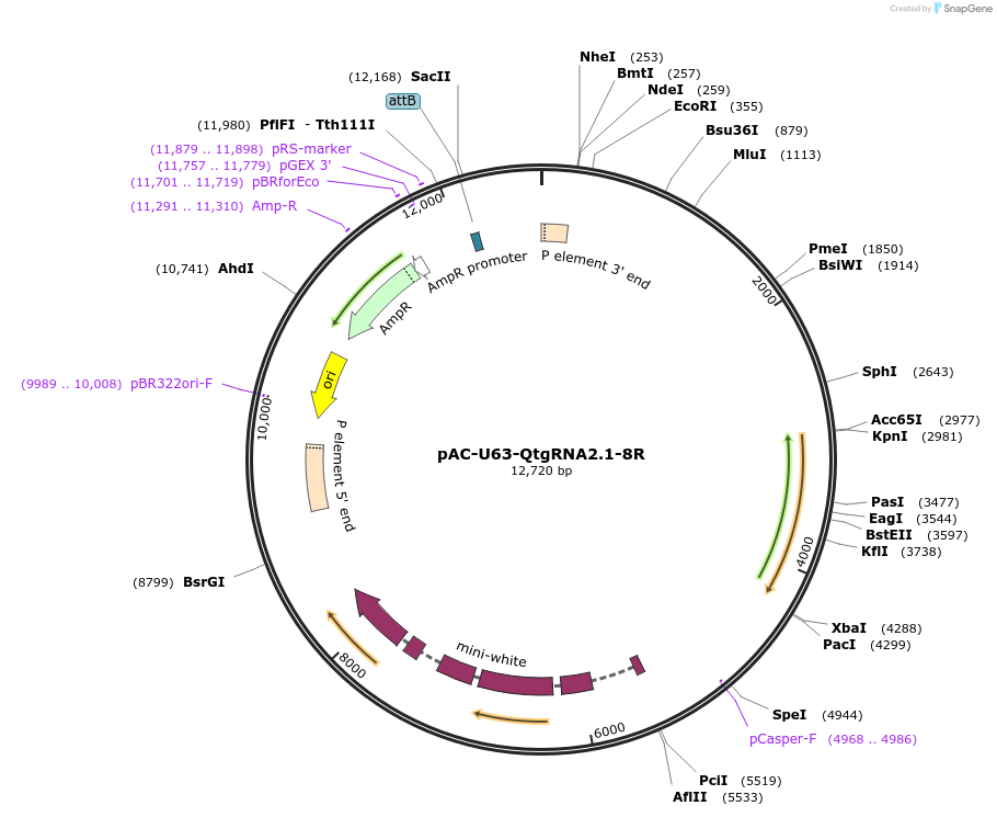 170514-plasmid-map-sequence-id-334651