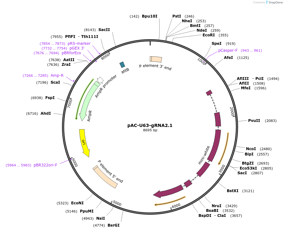 170512-plasmid-map-sequence-id-334652