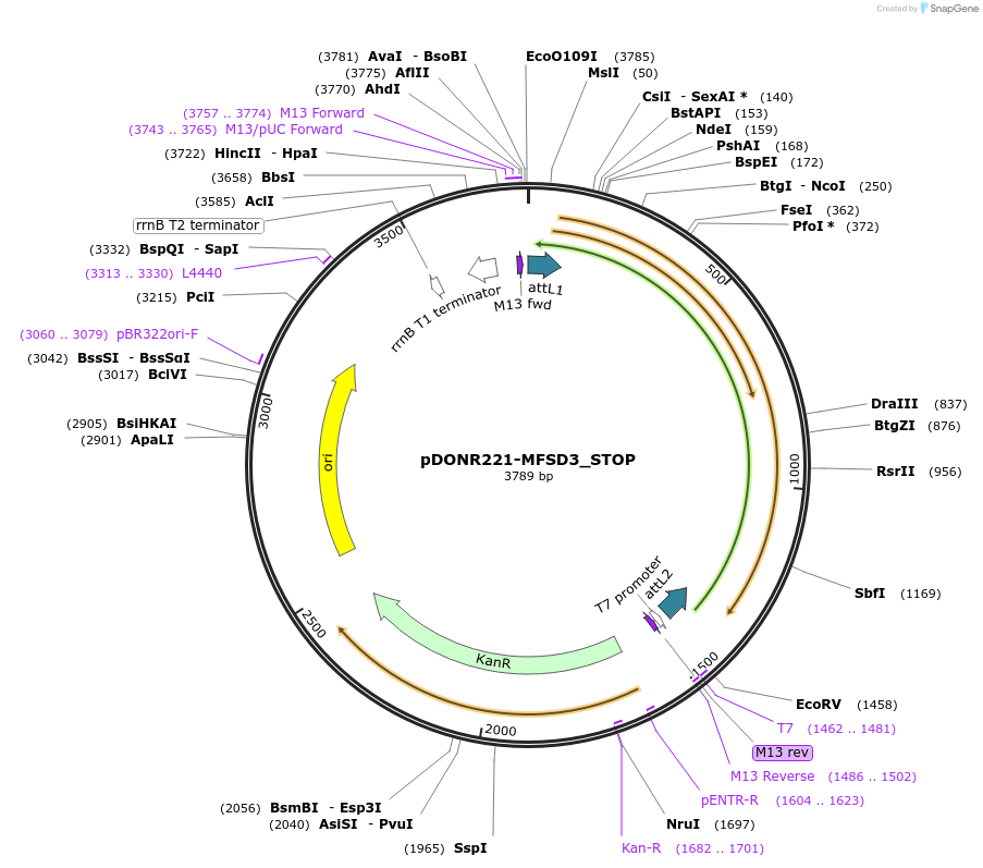 161071-plasmid-map-sequence-id-334655