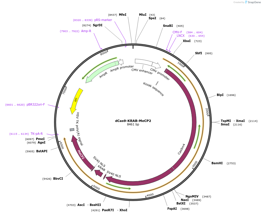110821-plasmid-map-sequence-id-334657