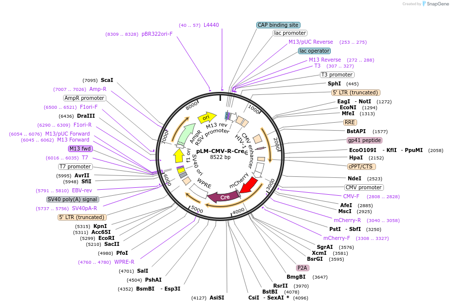 27546-plasmid-map-sequence-id-334658