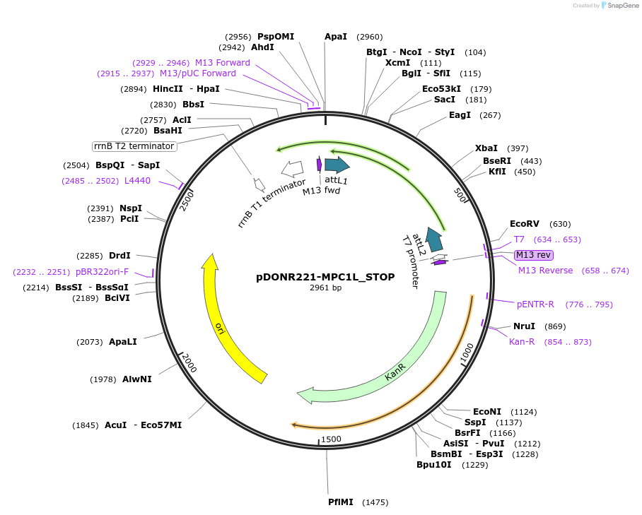 161084-plasmid-map-sequence-id-334659