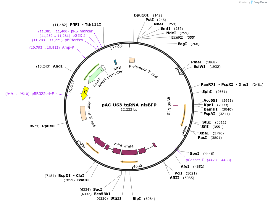 169029-plasmid-map-sequence-id-334668