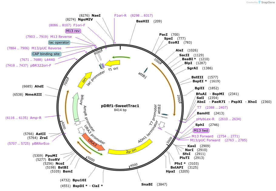169083-plasmid-map-sequence-id-334670