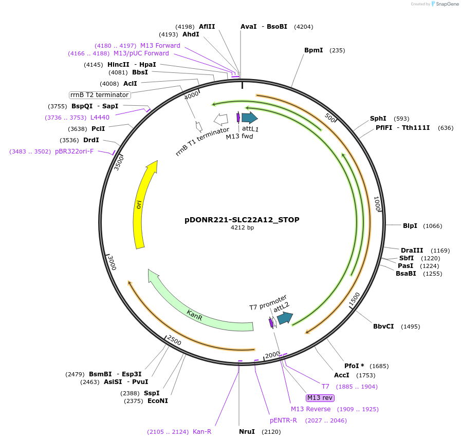 161141-plasmid-map-sequence-id-334671