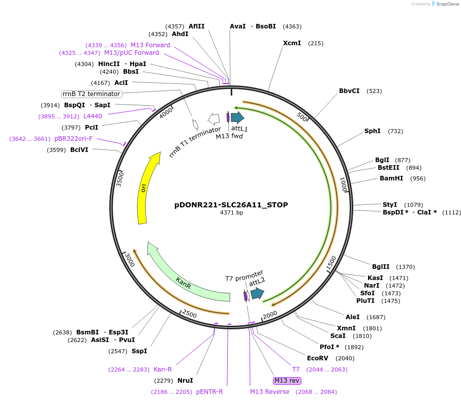 161162-plasmid-map-sequence-id-334673