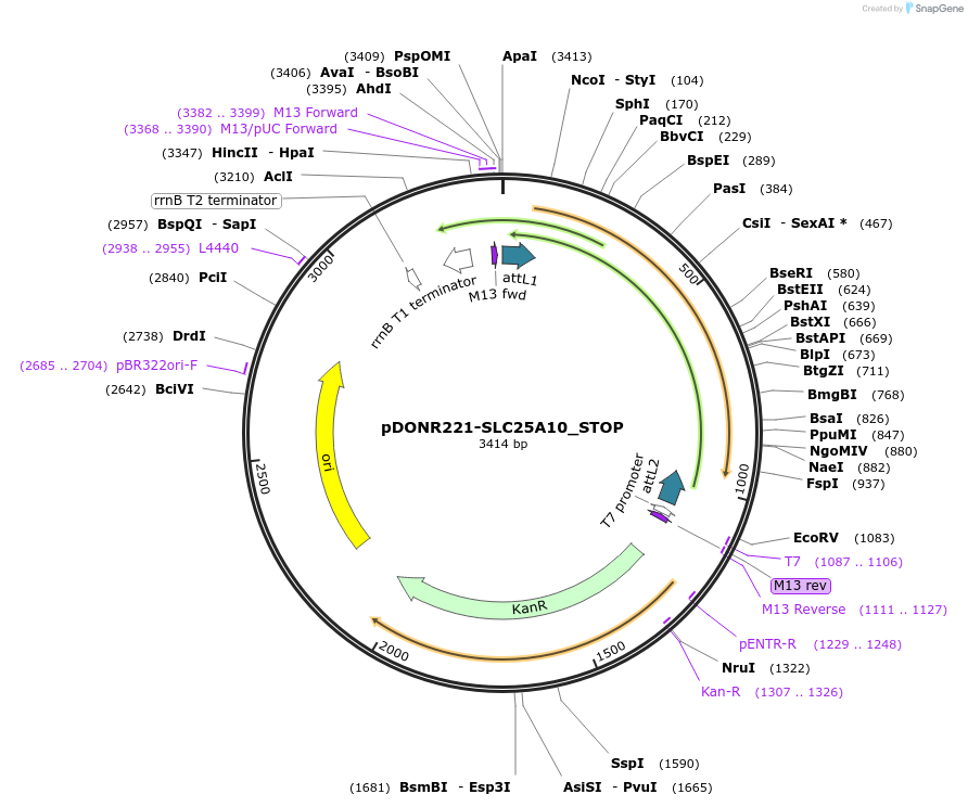 161180-plasmid-map-sequence-id-334675