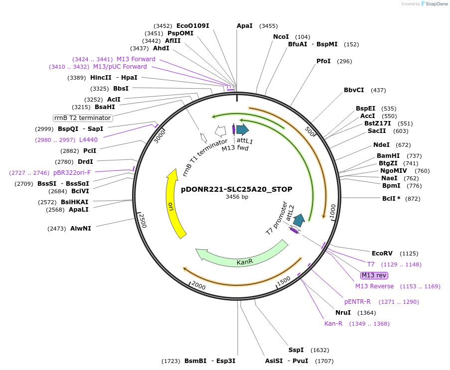 161193-plasmid-map-sequence-id-334676