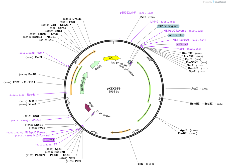 169457-plasmid-map-sequence-id-334683