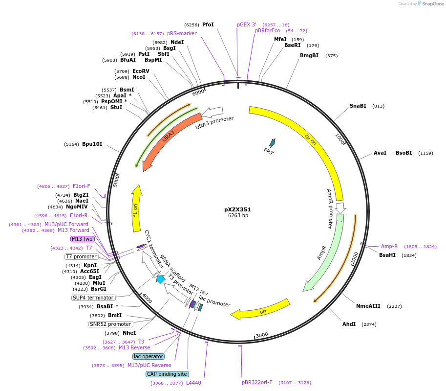 169454-plasmid-map-sequence-id-334690