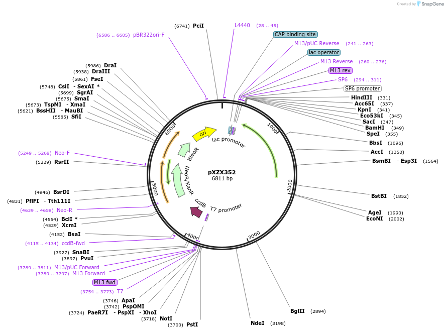 169456-plasmid-map-sequence-id-334691