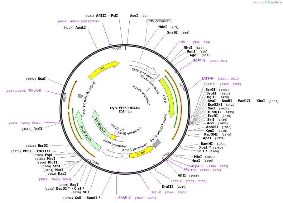 162427-plasmid-map-sequence-id-334692