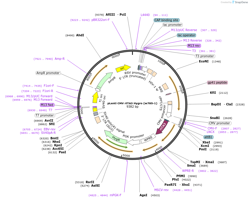 26730-plasmid-map-sequence-id-334693