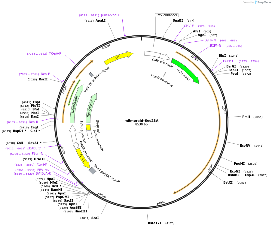 166893-plasmid-map-sequence-id-334696