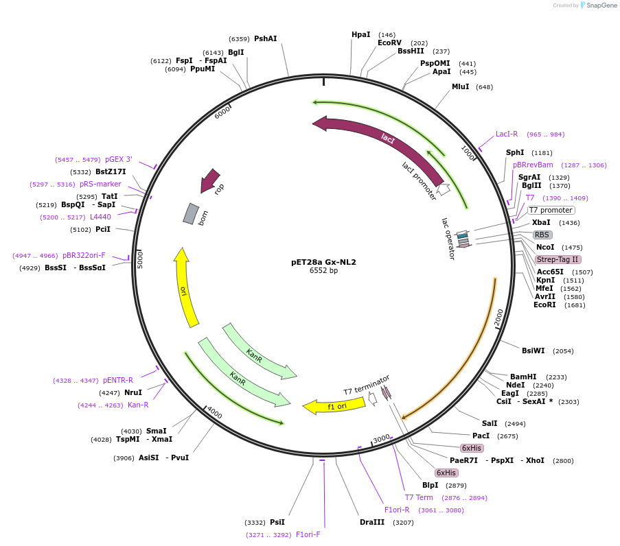 169107-plasmid-map-sequence-id-334716