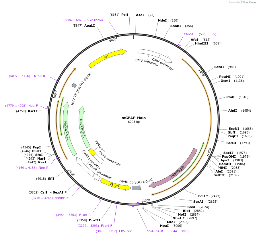 169474-plasmid-map-sequence-id-334721